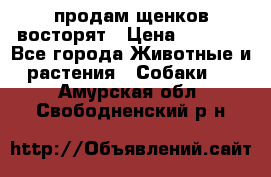 продам щенков восторят › Цена ­ 7 000 - Все города Животные и растения » Собаки   . Амурская обл.,Свободненский р-н